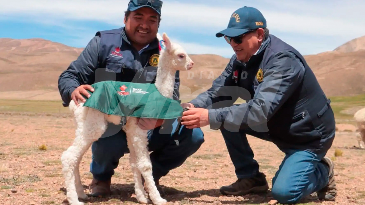Tacna activa campaña de emergencia para proteger camélidos ante heladas y lluvias